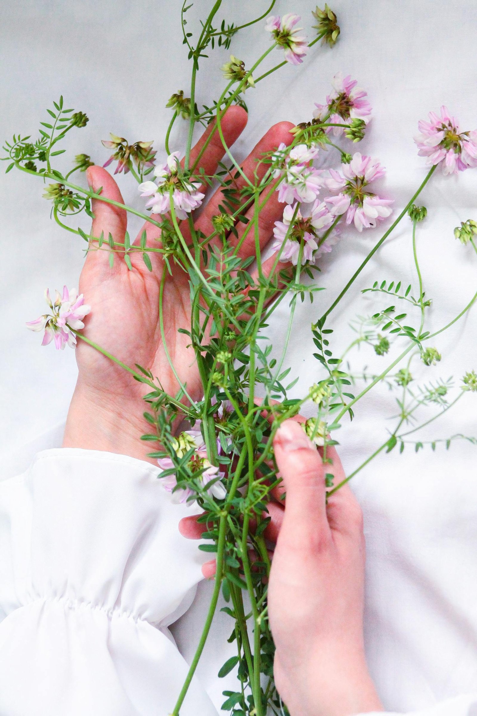 Delicate hands gently holding wildflowers against a white background, showcasing natural beauty.