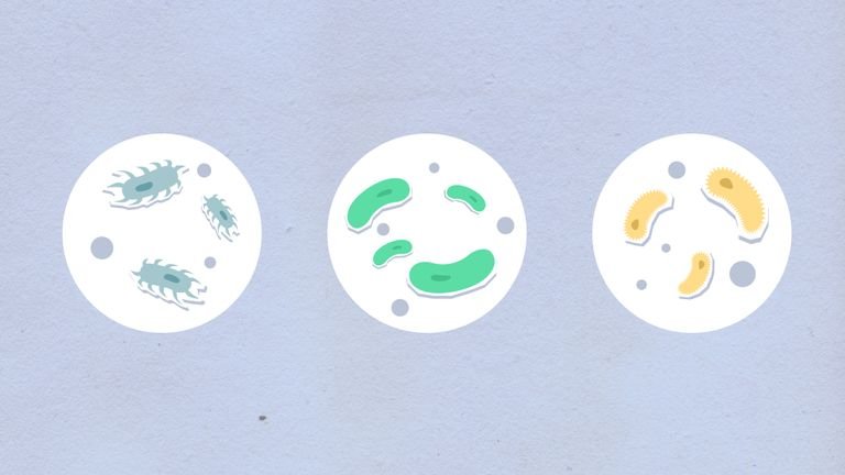 Top view of cutout paper appliques representing round shaped cells with different bacilli in capsules